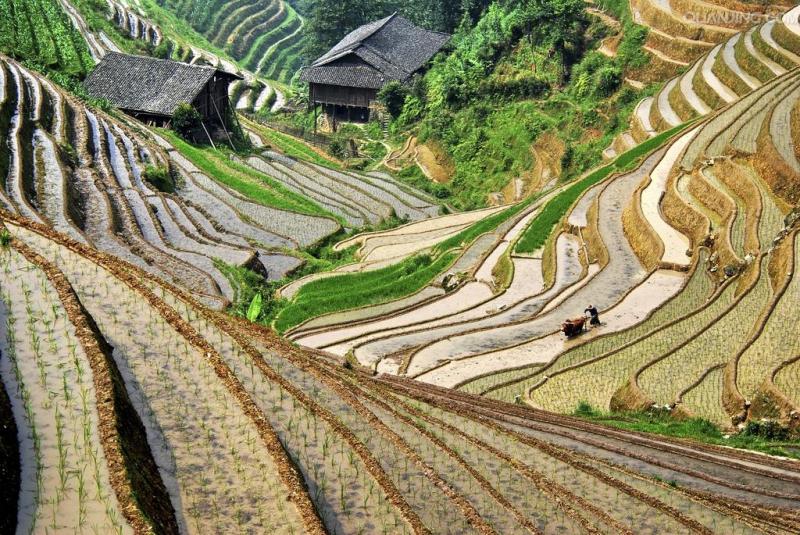 Longji rice terraces tour 