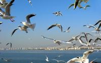 Birds at Poyang Lake