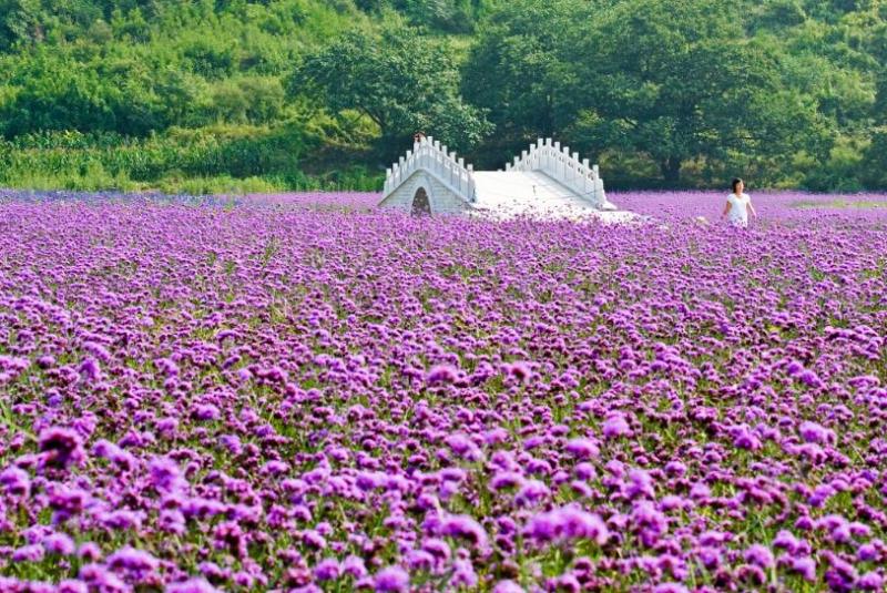 Ocean Of Flowers Scenic Spot