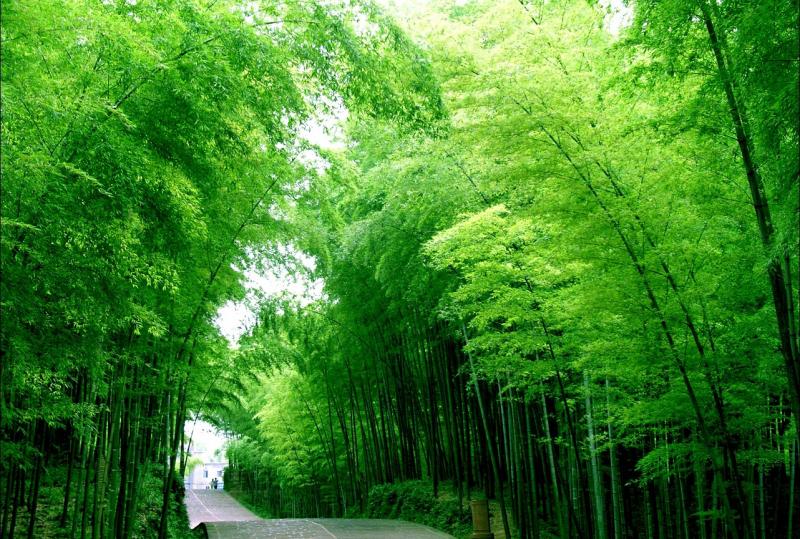 Shunan Bamboo-Sea