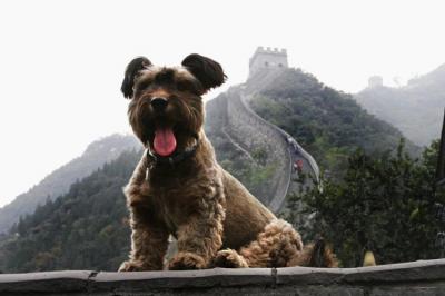China Tours with Pet