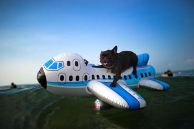 Air Travel in China with Dog