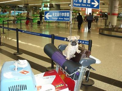 air china travel with pets