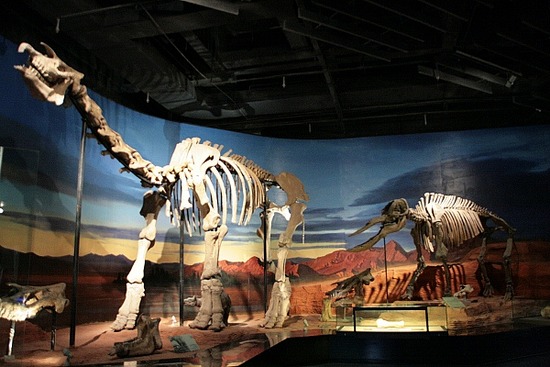 dinosaur skeleton museum