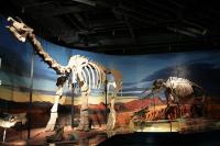 Turpan Museum Dinosaur Skeleton