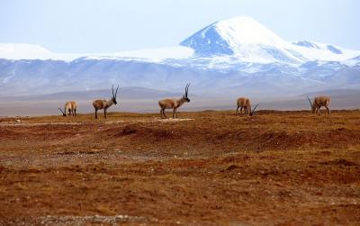 Hoh Xil Tibetan antelope