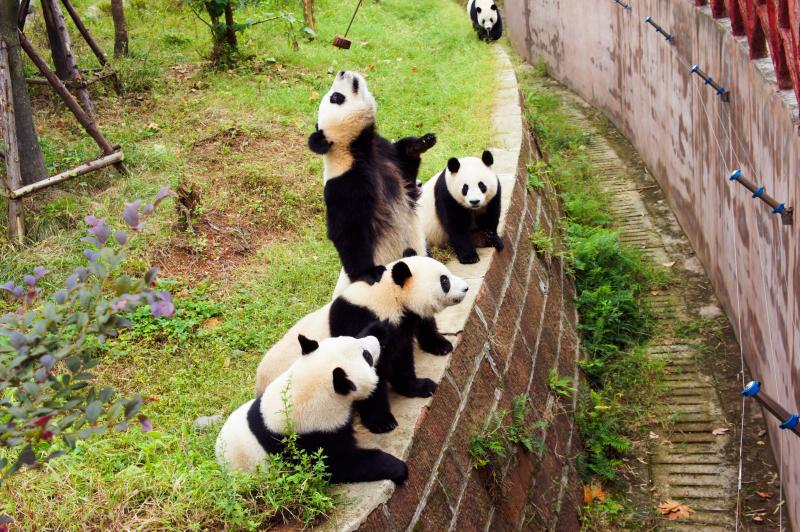 Chengdu Giant Panda Base