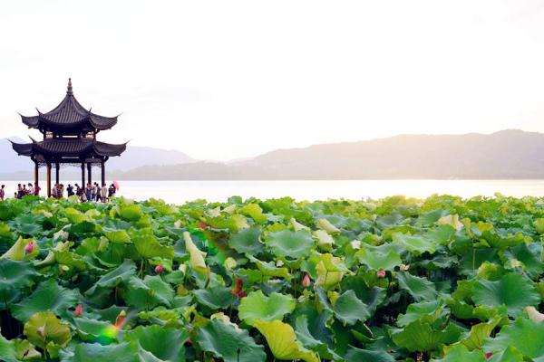 West Lake with Lotus Flowers