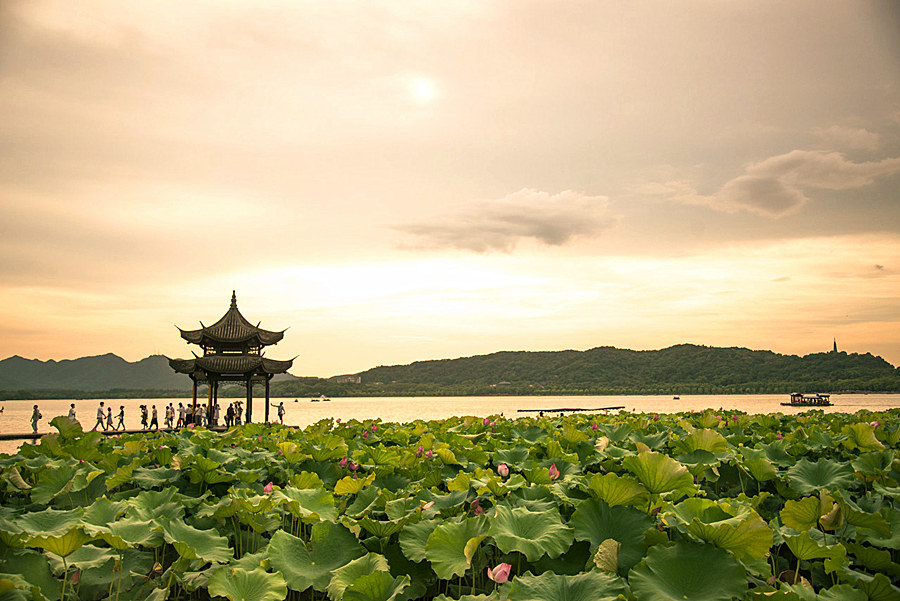 Enjoy the beautiful lotus of West Lake