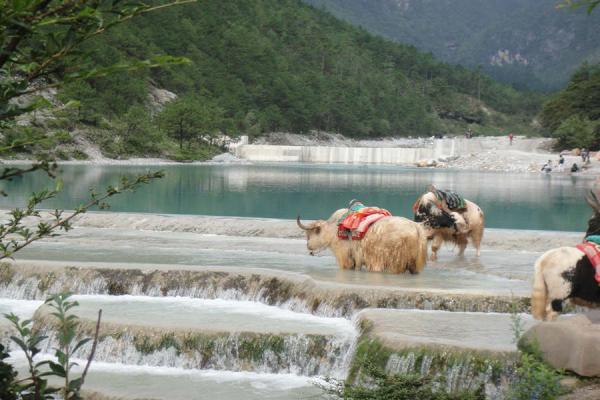 the white yaks at white water river