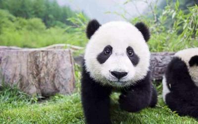 Wolong China Giant Panda Garden – Shenshuping Base 