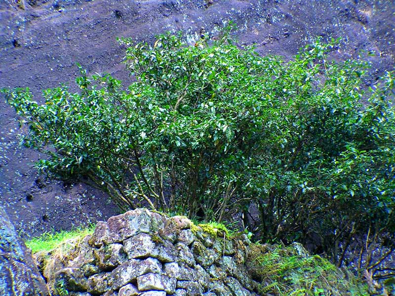 Da Hong Pao’s Mother Trees