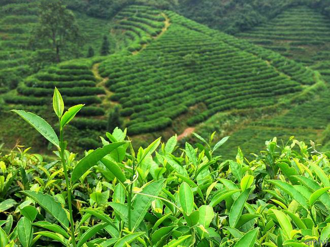 Features of Wuyi Rock Tea