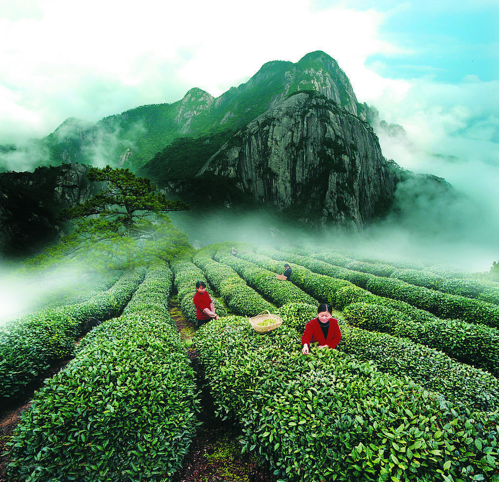 china tea travel
