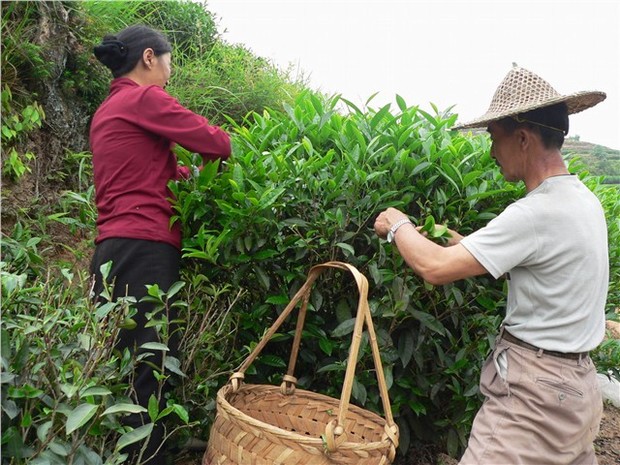 Wuyi Rock Tea