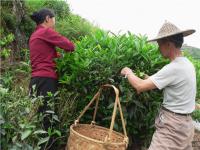 farmers picking tea wuyishan