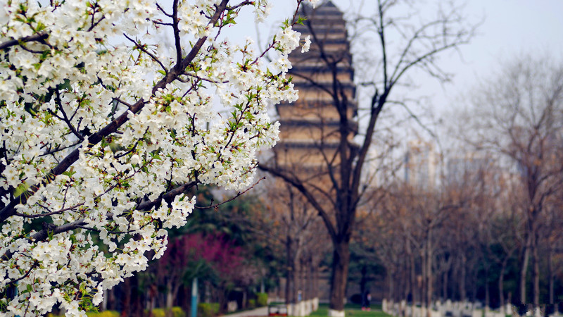 xian museum