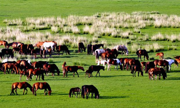 Xilamuren Grassland