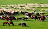 xilamuren grassland