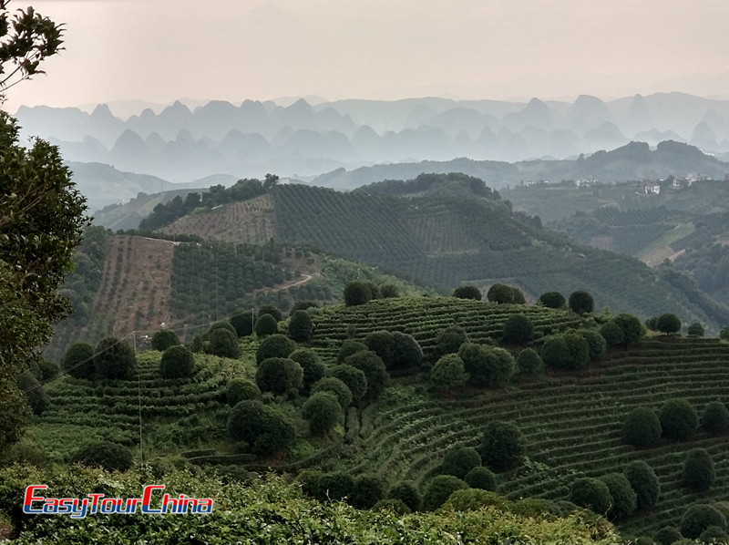 Painters' China tour to Yangshuo