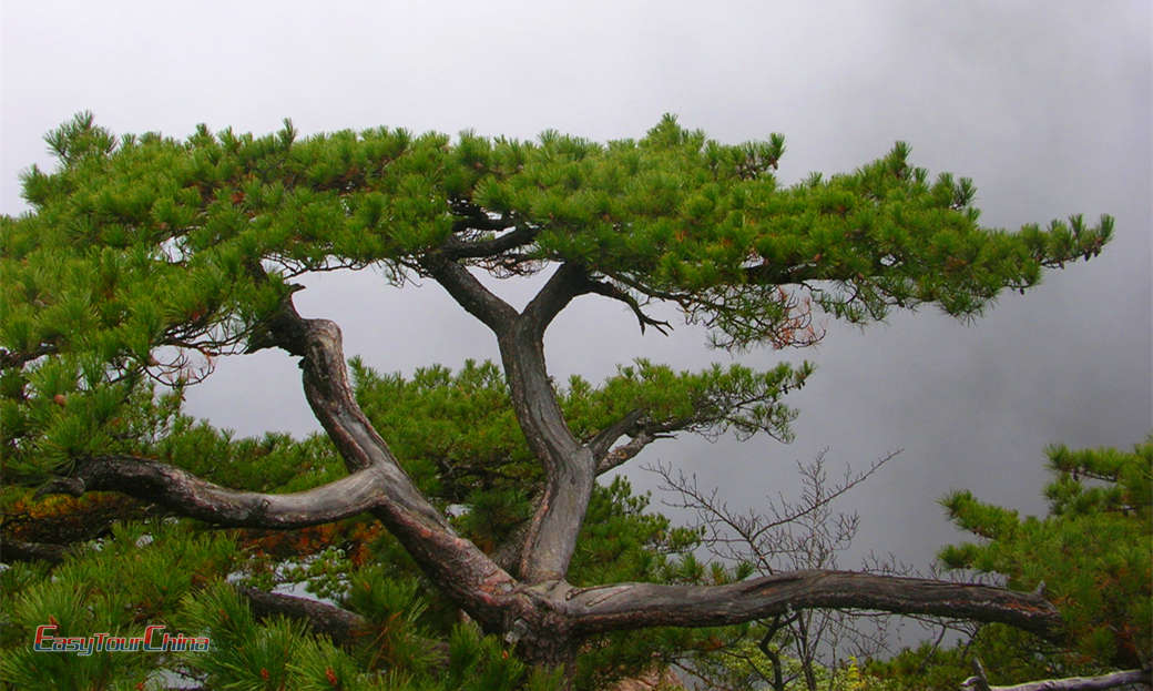 Yellow Mountain pine tress