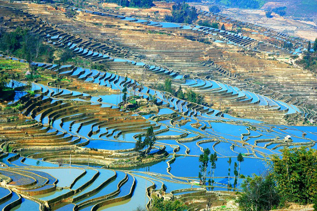 Yuyang Rice Terraces