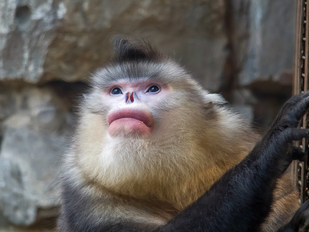 Yunnan Golden Monkey National Park